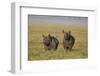 Black Rhinoceros (Hook-Lipped Rhinoceros) (Diceros Bicornis) Pair-James Hager-Framed Premium Photographic Print