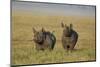 Black Rhinoceros (Hook-Lipped Rhinoceros) (Diceros Bicornis) Pair-James Hager-Mounted Premium Photographic Print