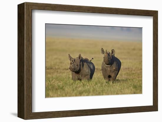 Black Rhinoceros (Hook-Lipped Rhinoceros) (Diceros Bicornis) Pair-James Hager-Framed Photographic Print