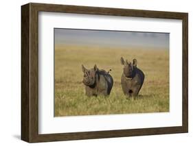 Black Rhinoceros (Hook-Lipped Rhinoceros) (Diceros Bicornis) Pair-James Hager-Framed Photographic Print