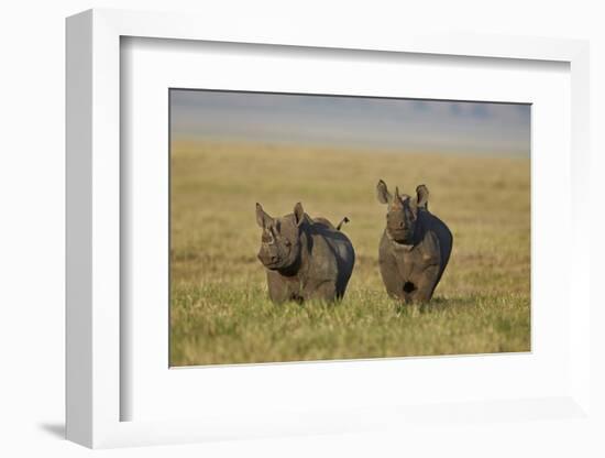 Black Rhinoceros (Hook-Lipped Rhinoceros) (Diceros Bicornis) Pair-James Hager-Framed Photographic Print