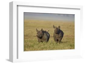 Black Rhinoceros (Hook-Lipped Rhinoceros) (Diceros Bicornis) Pair-James Hager-Framed Photographic Print