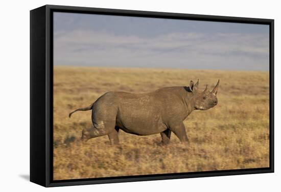 Black Rhinoceros (Hook-Lipped Rhinoceros) (Diceros Bicornis) Running-James Hager-Framed Stretched Canvas