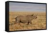 Black Rhinoceros (Hook-Lipped Rhinoceros) (Diceros Bicornis) Running-James Hager-Framed Stretched Canvas