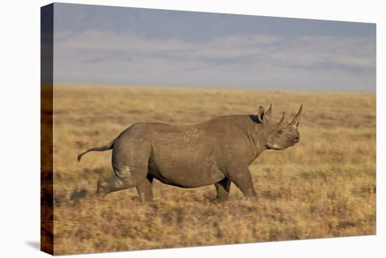 Black Rhinoceros (Hook-Lipped Rhinoceros) (Diceros Bicornis) Running-James Hager-Stretched Canvas