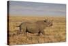 Black Rhinoceros (Hook-Lipped Rhinoceros) (Diceros Bicornis) Running-James Hager-Stretched Canvas