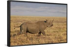Black Rhinoceros (Hook-Lipped Rhinoceros) (Diceros Bicornis) Running-James Hager-Framed Photographic Print