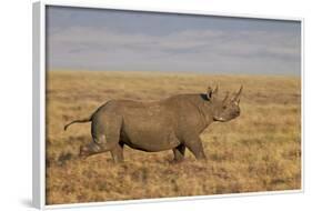 Black Rhinoceros (Hook-Lipped Rhinoceros) (Diceros Bicornis) Running-James Hager-Framed Photographic Print