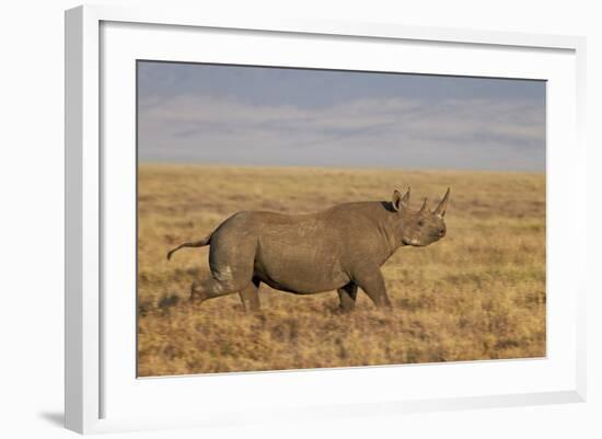 Black Rhinoceros (Hook-Lipped Rhinoceros) (Diceros Bicornis) Running-James Hager-Framed Photographic Print