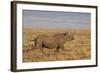 Black Rhinoceros (Hook-Lipped Rhinoceros) (Diceros Bicornis) Running-James Hager-Framed Photographic Print