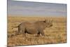 Black Rhinoceros (Hook-Lipped Rhinoceros) (Diceros Bicornis) Running-James Hager-Mounted Photographic Print