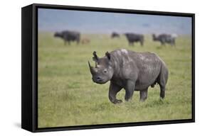 Black Rhinoceros (Hook-Lipped Rhinoceros) (Diceros Bicornis)-James Hager-Framed Stretched Canvas