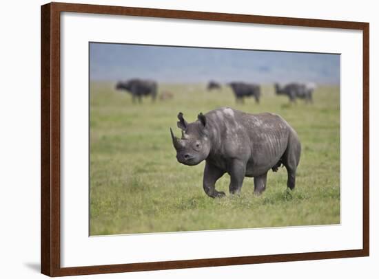 Black Rhinoceros (Hook-Lipped Rhinoceros) (Diceros Bicornis)-James Hager-Framed Photographic Print