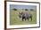 Black Rhinoceros (Hook-Lipped Rhinoceros) (Diceros Bicornis)-James Hager-Framed Photographic Print