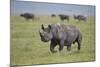 Black Rhinoceros (Hook-Lipped Rhinoceros) (Diceros Bicornis)-James Hager-Mounted Photographic Print