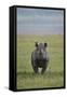 Black Rhinoceros (Hook-Lipped Rhinoceros) (Diceros Bicornis)-James Hager-Framed Stretched Canvas