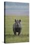 Black Rhinoceros (Hook-Lipped Rhinoceros) (Diceros Bicornis)-James Hager-Stretched Canvas