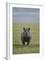 Black Rhinoceros (Hook-Lipped Rhinoceros) (Diceros Bicornis)-James Hager-Framed Photographic Print