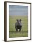 Black Rhinoceros (Hook-Lipped Rhinoceros) (Diceros Bicornis)-James Hager-Framed Photographic Print