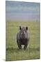 Black Rhinoceros (Hook-Lipped Rhinoceros) (Diceros Bicornis)-James Hager-Mounted Photographic Print