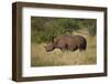 Black Rhinoceros (Hook-Lipped Rhinoceros) (Diceros Bicornis)-James Hager-Framed Photographic Print