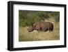 Black Rhinoceros (Hook-Lipped Rhinoceros) (Diceros Bicornis)-James Hager-Framed Photographic Print