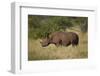 Black Rhinoceros (Hook-Lipped Rhinoceros) (Diceros Bicornis)-James Hager-Framed Photographic Print