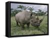 Black Rhinoceros, Kenya-Adam Jones-Framed Stretched Canvas