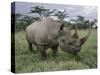 Black Rhinoceros, Kenya-Adam Jones-Stretched Canvas