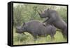 Black Rhinoceros Mating-DLILLC-Framed Stretched Canvas