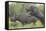 Black Rhinoceros Mating-DLILLC-Framed Stretched Canvas