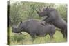 Black Rhinoceros Mating-DLILLC-Stretched Canvas