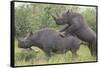 Black Rhinoceros Mating-DLILLC-Framed Stretched Canvas