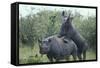 Black Rhinoceros Mating-DLILLC-Framed Stretched Canvas