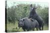 Black Rhinoceros Mating-DLILLC-Stretched Canvas