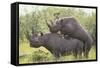 Black Rhinoceros Mating-DLILLC-Framed Stretched Canvas