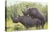 Black Rhinoceros Mating-DLILLC-Stretched Canvas