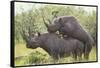 Black Rhinoceros Mating-DLILLC-Framed Stretched Canvas