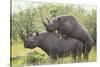 Black Rhinoceros Mating-DLILLC-Stretched Canvas