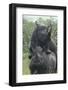 Black Rhinoceros Mating-DLILLC-Framed Photographic Print