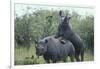 Black Rhinoceros Mating-DLILLC-Framed Photographic Print