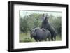 Black Rhinoceros Mating-DLILLC-Framed Photographic Print