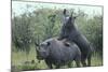 Black Rhinoceros Mating-DLILLC-Mounted Photographic Print