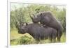 Black Rhinoceros Mating-DLILLC-Framed Photographic Print