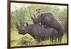 Black Rhinoceros Mating-DLILLC-Framed Photographic Print