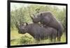 Black Rhinoceros Mating-DLILLC-Framed Photographic Print