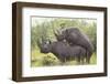 Black Rhinoceros Mating-DLILLC-Framed Photographic Print