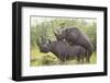 Black Rhinoceros Mating-DLILLC-Framed Photographic Print