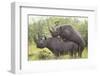 Black Rhinoceros Mating-DLILLC-Framed Photographic Print