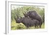 Black Rhinoceros Mating-DLILLC-Framed Photographic Print